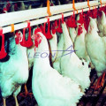 Leon automatic poultry nipple drinking system for chicken